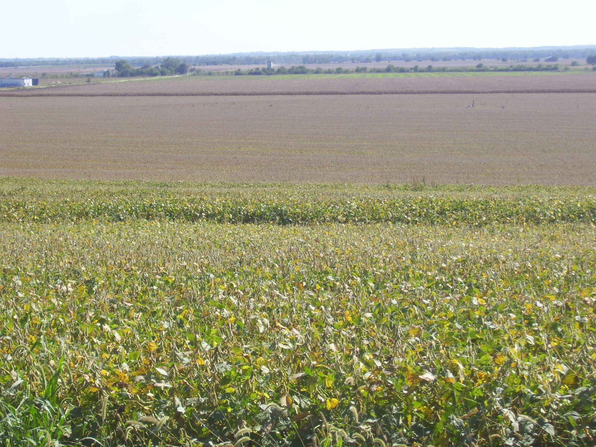 Pearl Real Estate and Appraisal Services